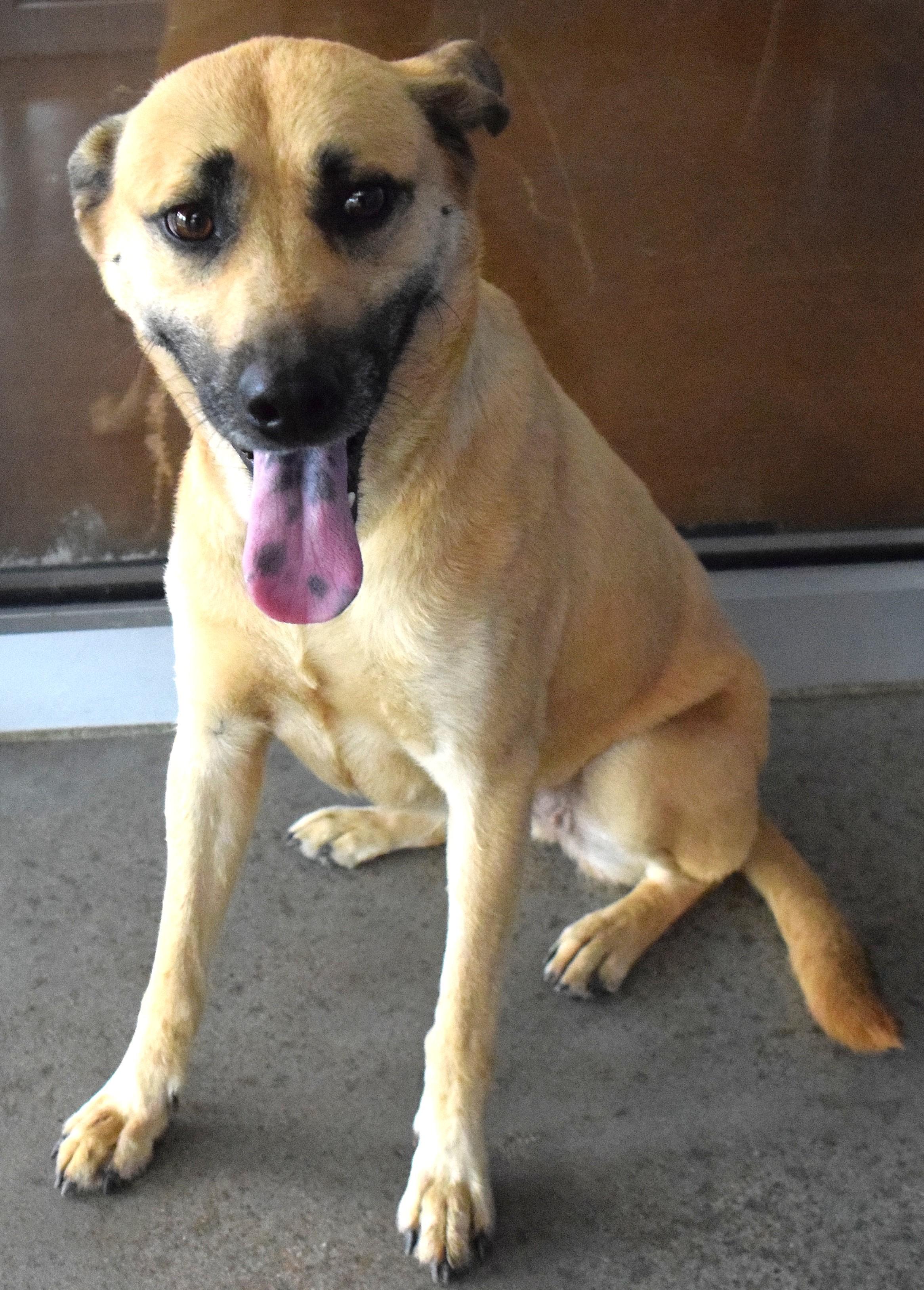 Enlarge 22335, a ADOPTABLE mixed breed in Broken Arrow, OK image 1/1
