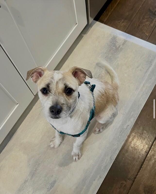 Eddie, Adoptable, Puppy Male Parson Russell Terrier & Fox Terrier.