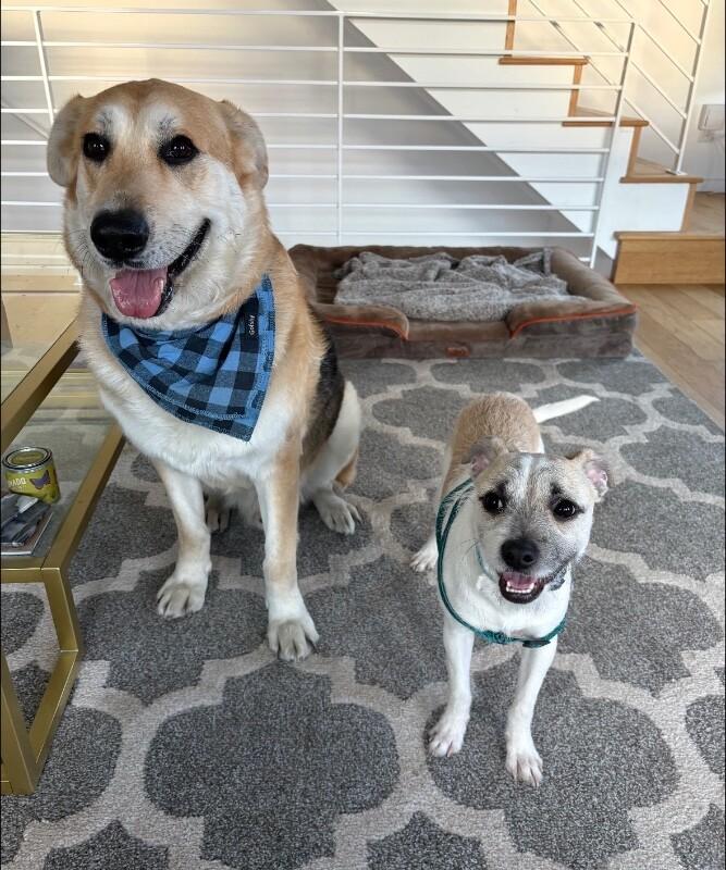 Enlarge Eddie, a Adoptable mixed breed in Boulder, CO image 3/3