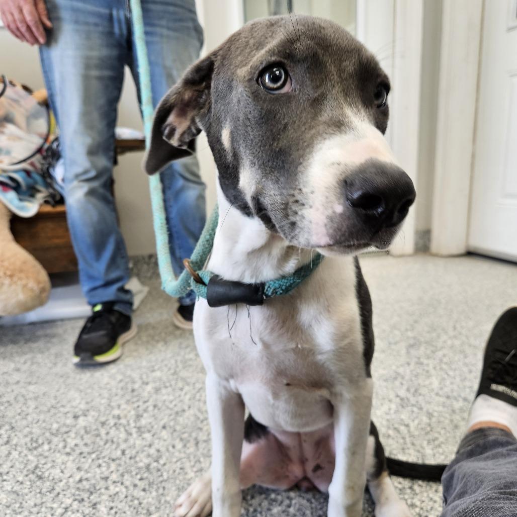 Gracie, Adoptable, Young Female Boxer & Terrier.