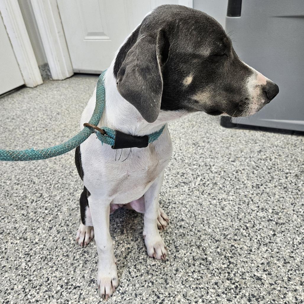 Gracie, a Adoptable mixed breed in Kingman, KS image 2/6