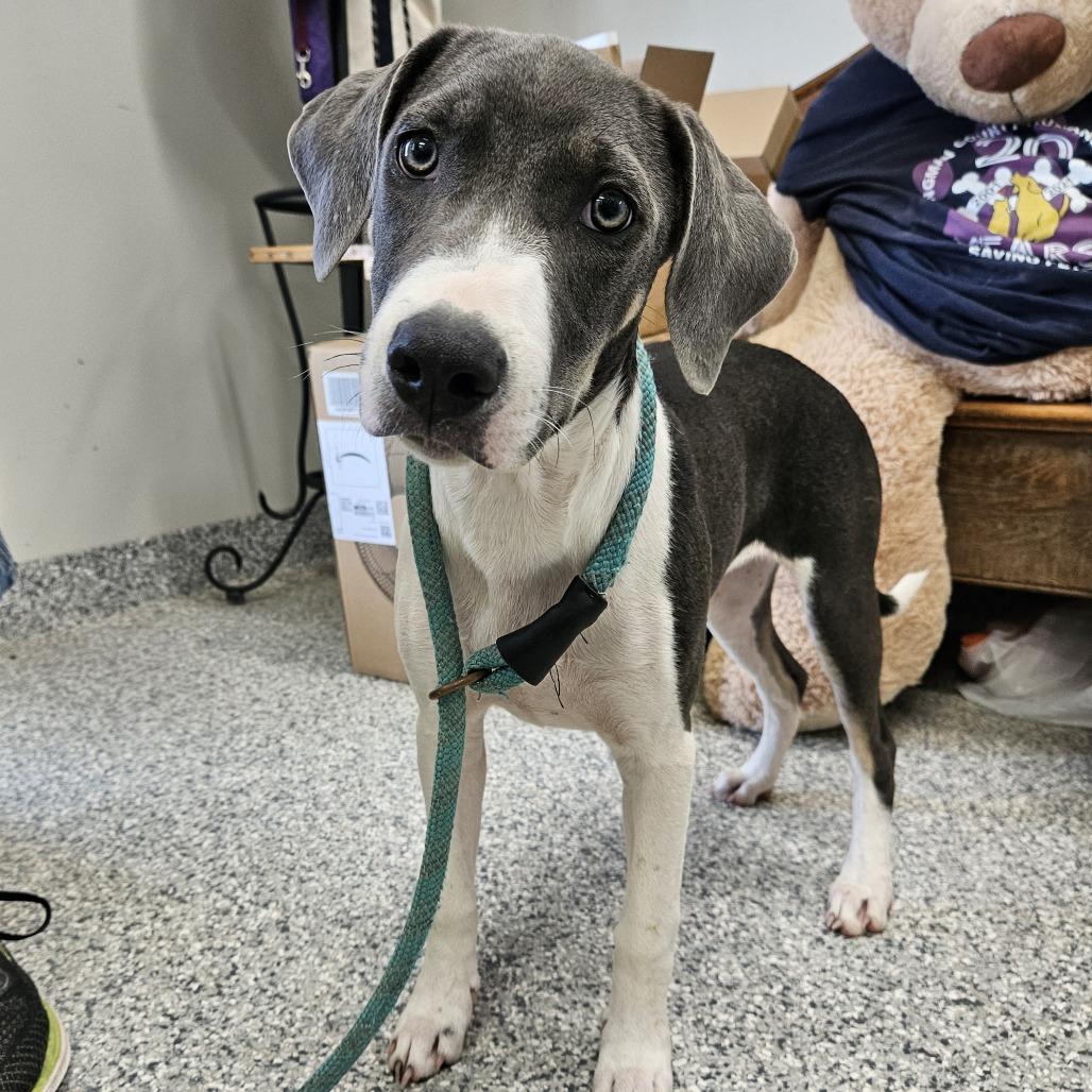 Gracie, a Adoptable mixed breed in Kingman, KS image 3/6