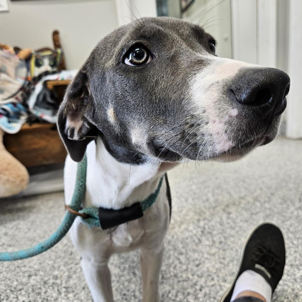 Gracie, a Adoptable mixed breed in Kingman, KS image 4/6