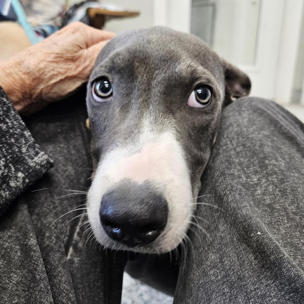 Gracie, a Adoptable mixed breed in Kingman, KS image 5/6