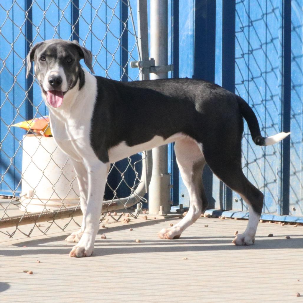 Gracie, a Adoptable mixed breed in Kingman, KS image 6/6