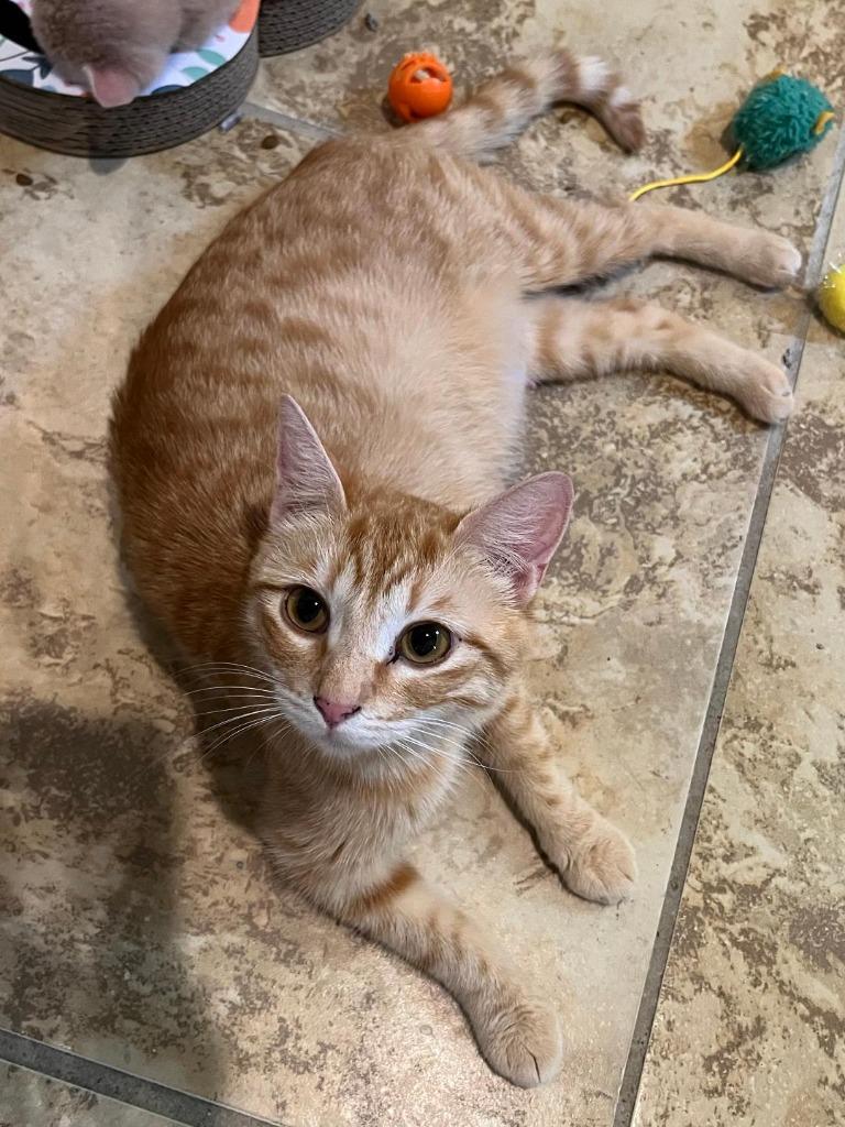 Charlotte, Adoptable, Adult Female Domestic Short Hair.