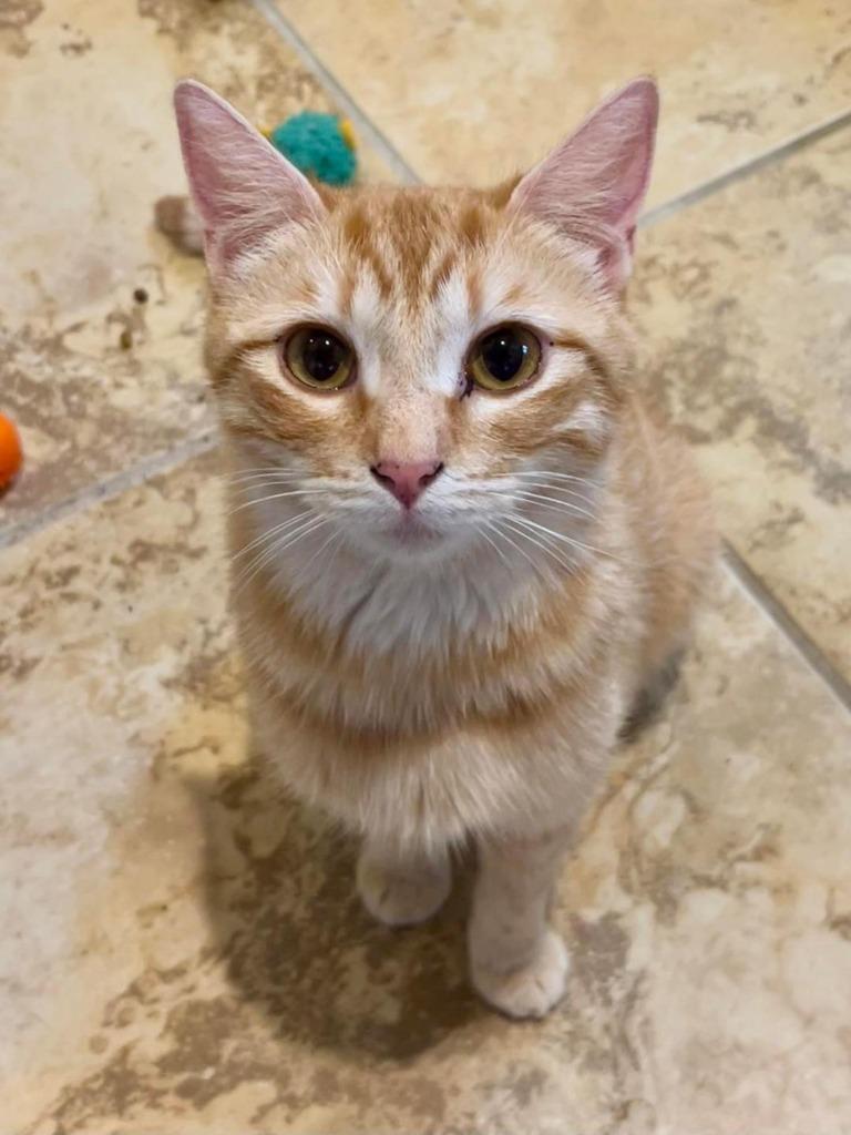 Charlotte, Adoptable, Adult Female Domestic Short Hair.