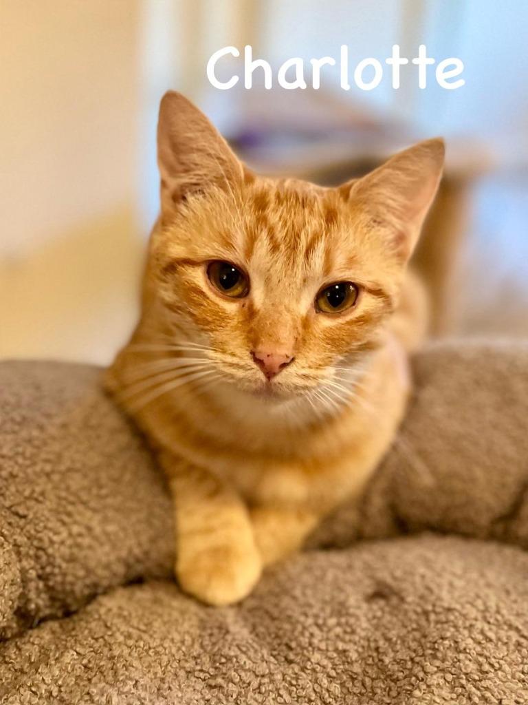 Enlarge Charlotte, a Adoptable mixed breed in Hoover , AL image 2/3