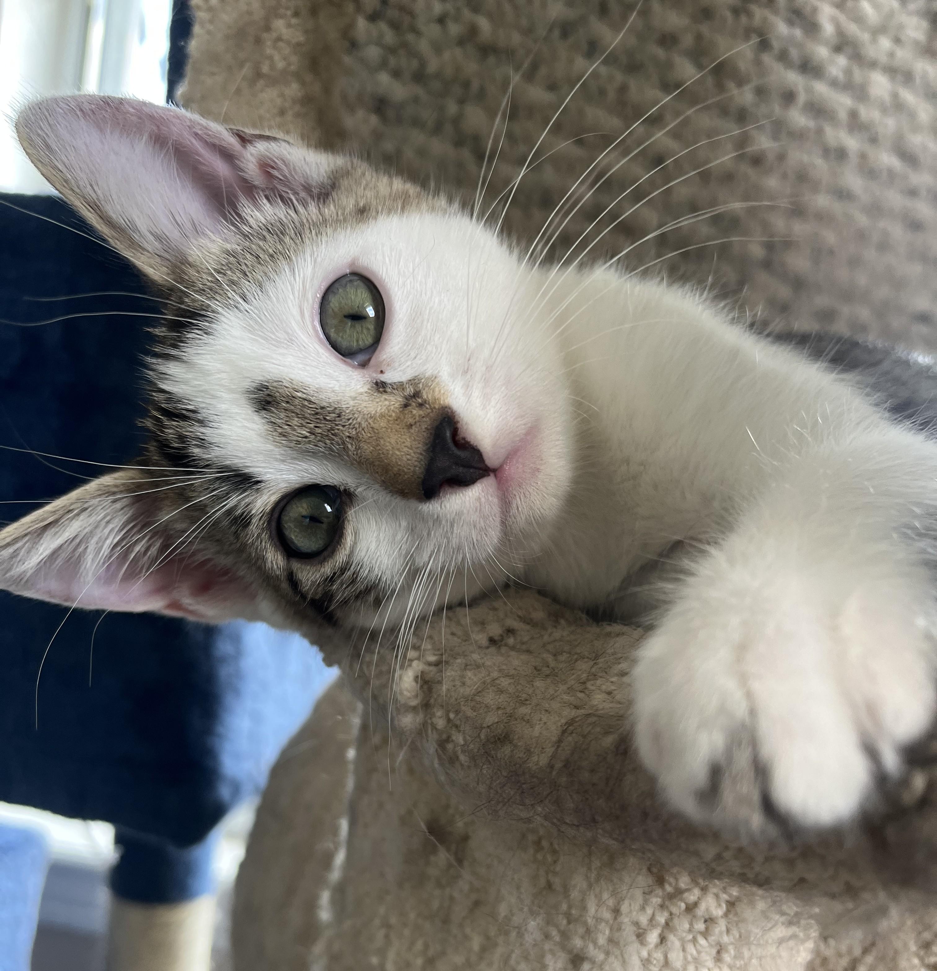 Enlarge Hercules (bonded with Ghost and Marbles), a Adoptable mixed breed in Pickering, ON image 2/6