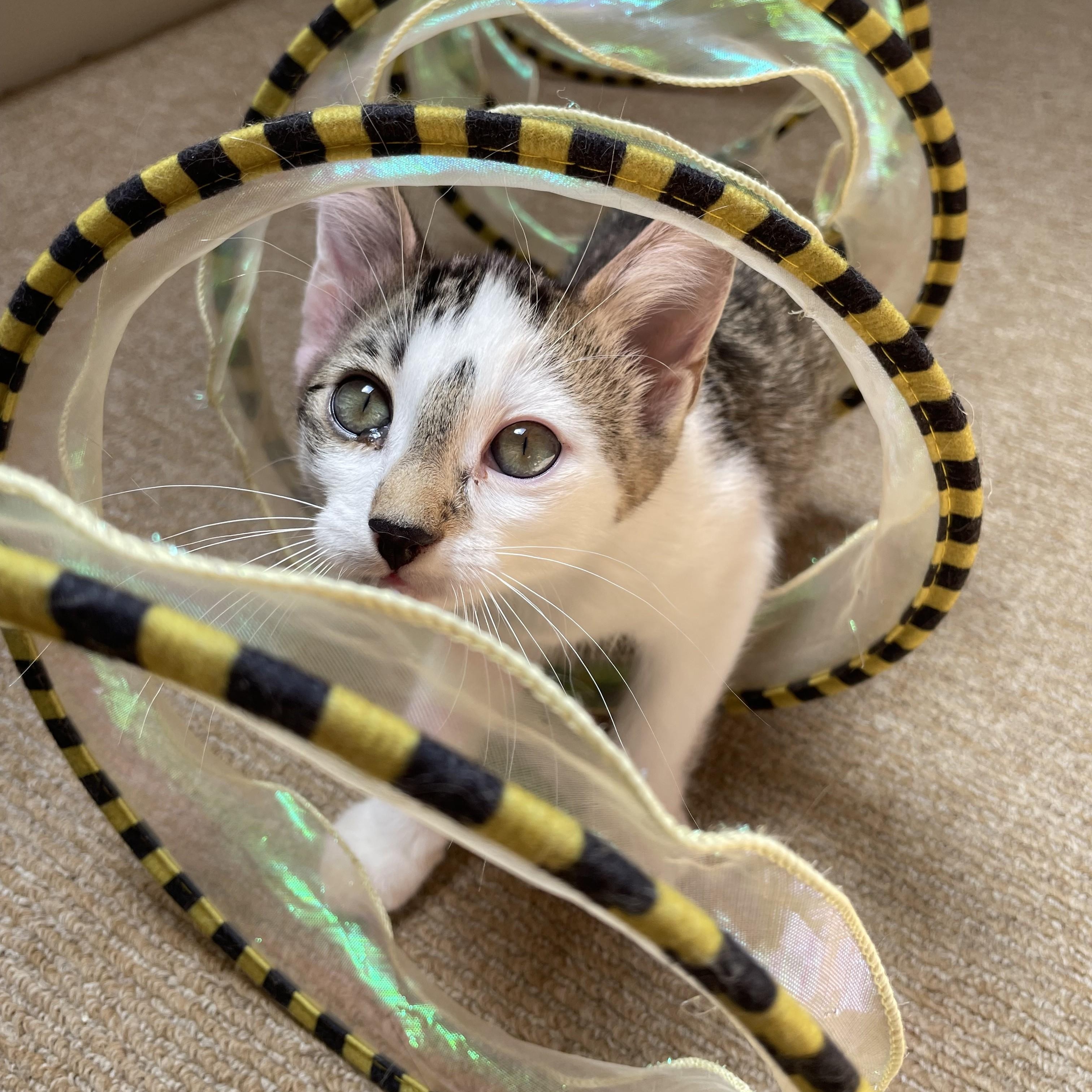 Enlarge Hercules (bonded with Ghost and Marbles), a Adoptable mixed breed in Pickering, ON image 3/6