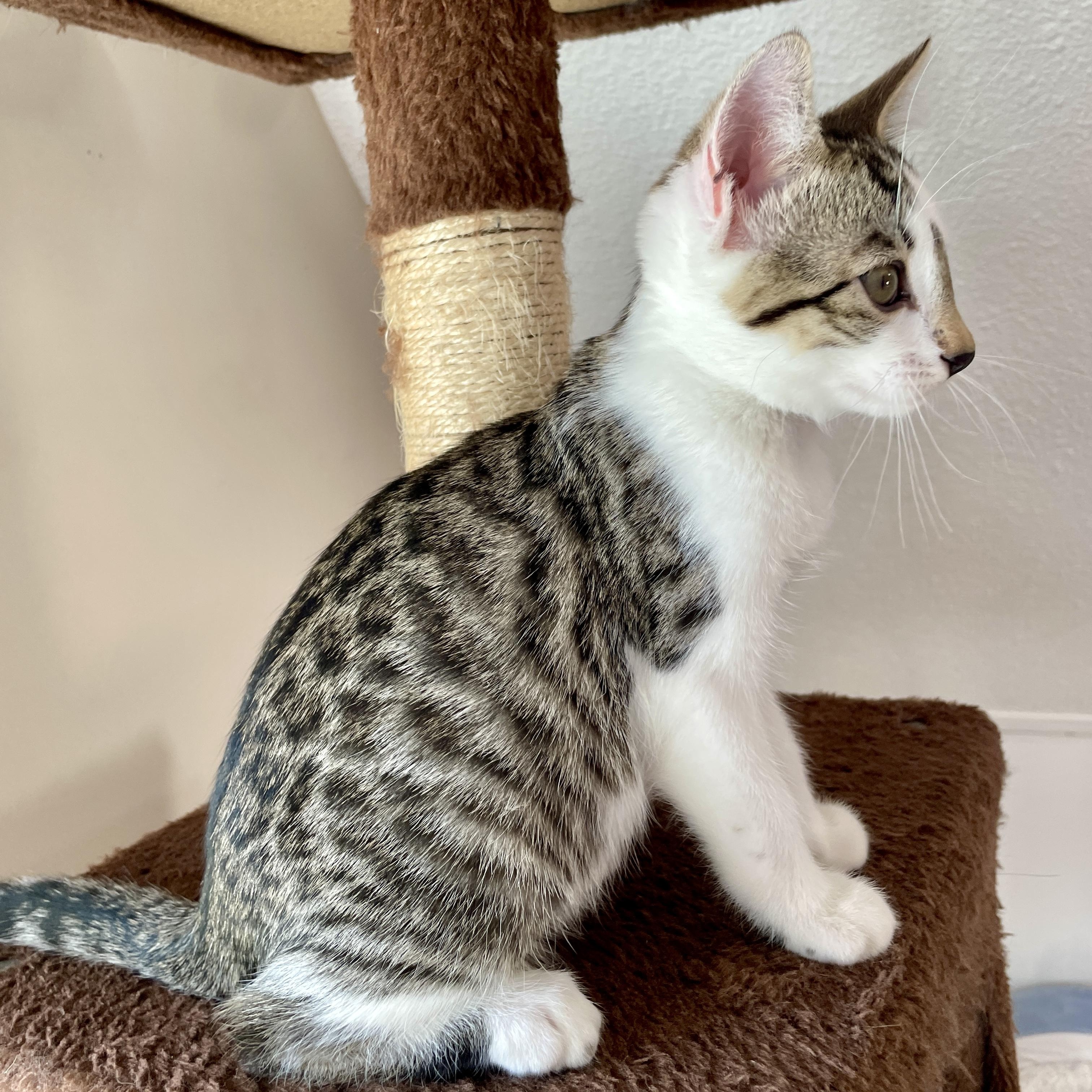 Hercules (bonded with Ghost and Marbles), Adoptable, Kitten Male Domestic Short Hair & Bengal.