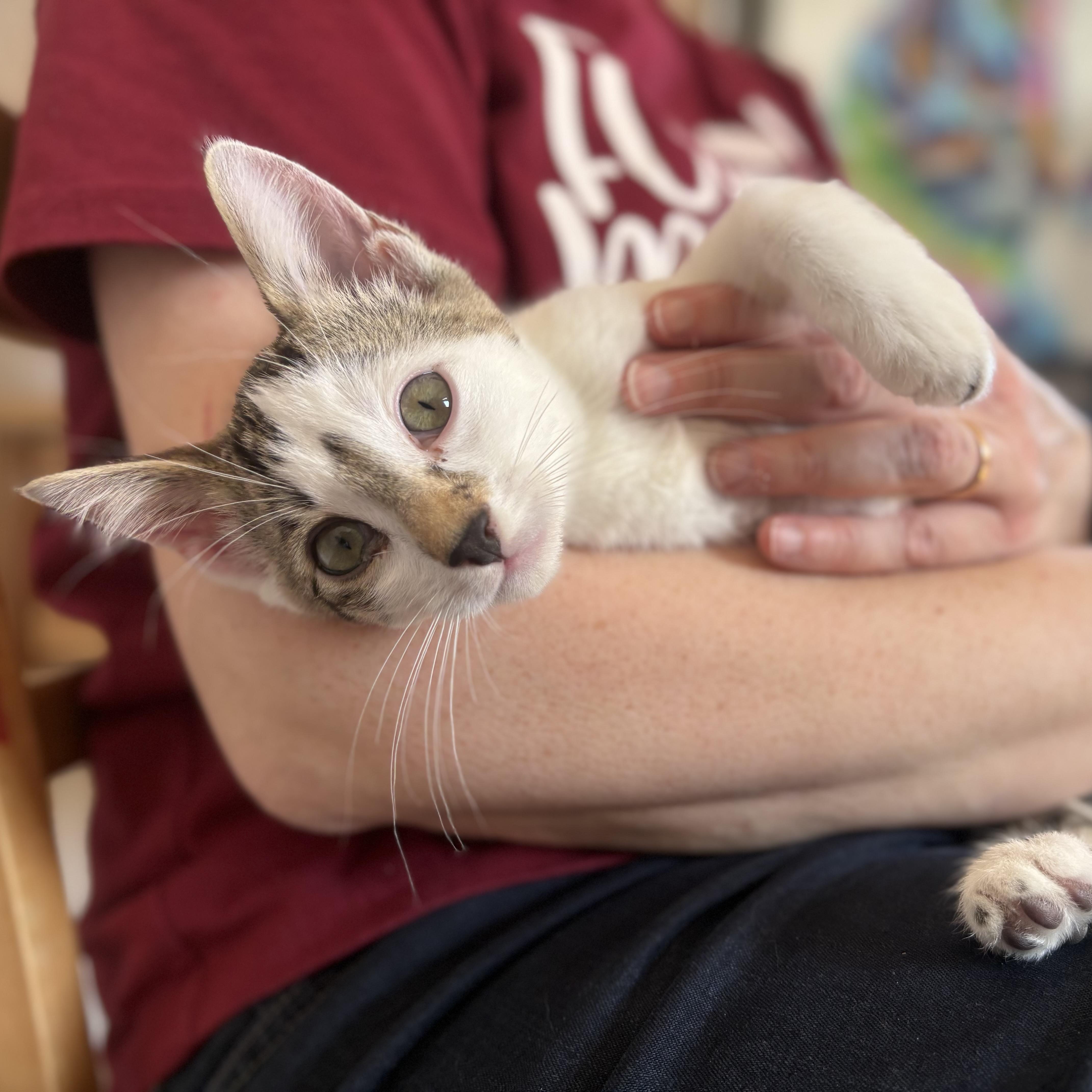 Enlarge Hercules (bonded with Ghost and Marbles), a Adoptable mixed breed in Pickering, ON image 4/6