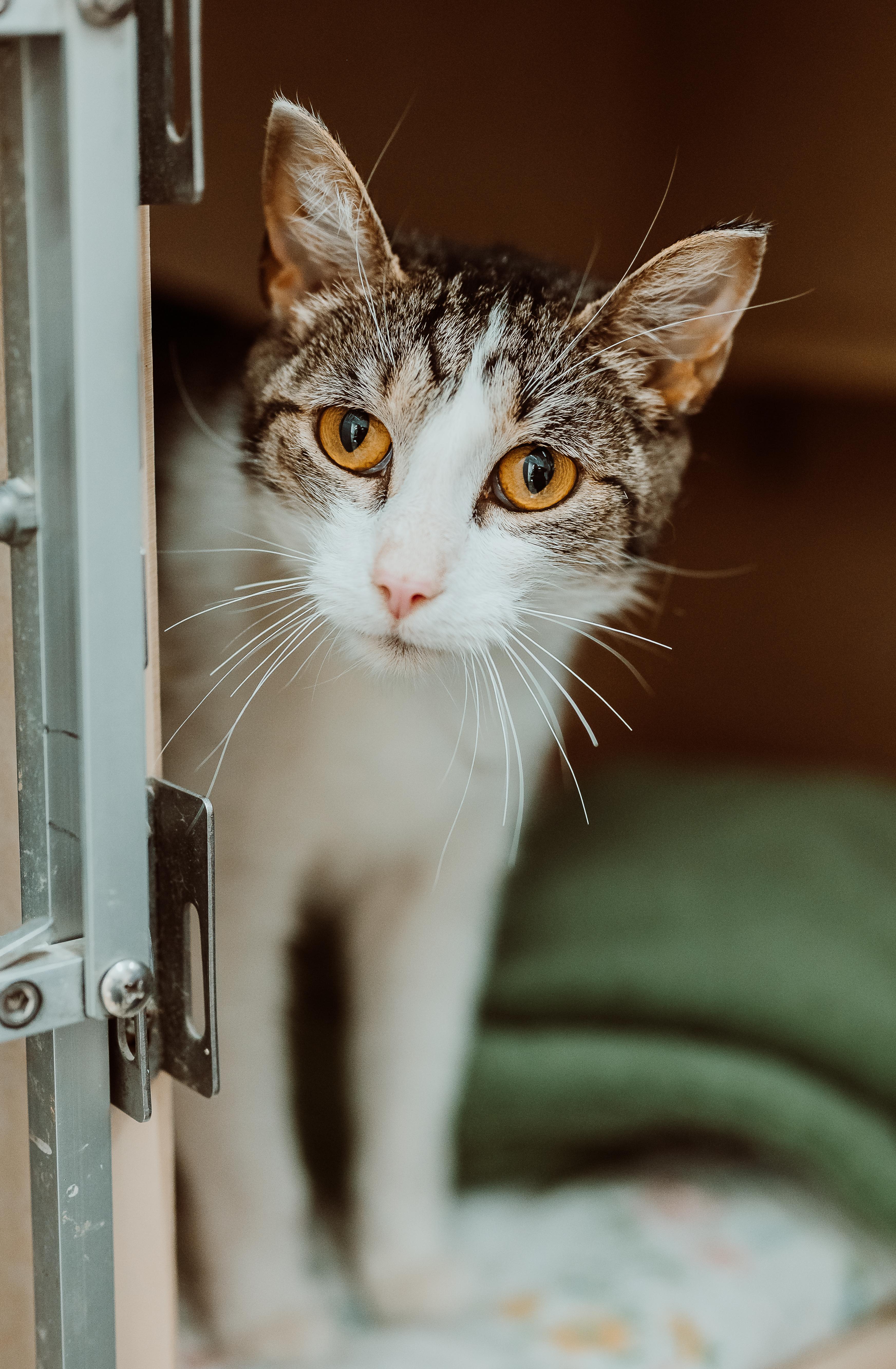 Porky, adopted, Young Female Domestic Short Hair & Tabby.