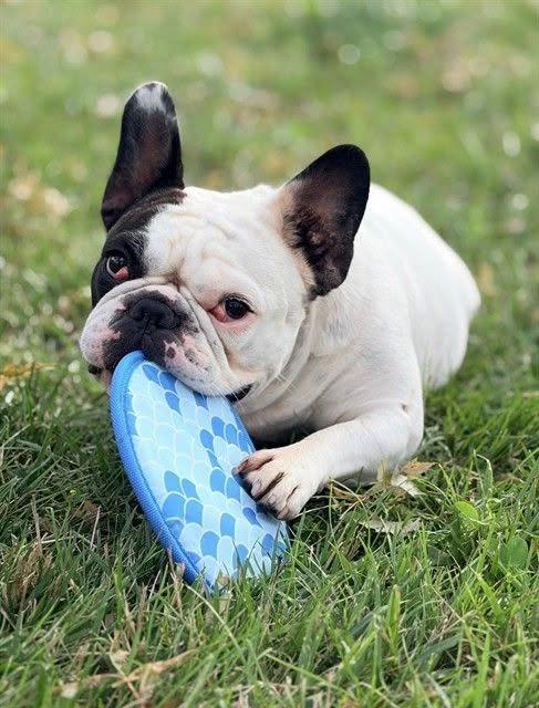Enlarge Mathilda, a Adoptable French Bulldog in Toronto, ON image 1/1