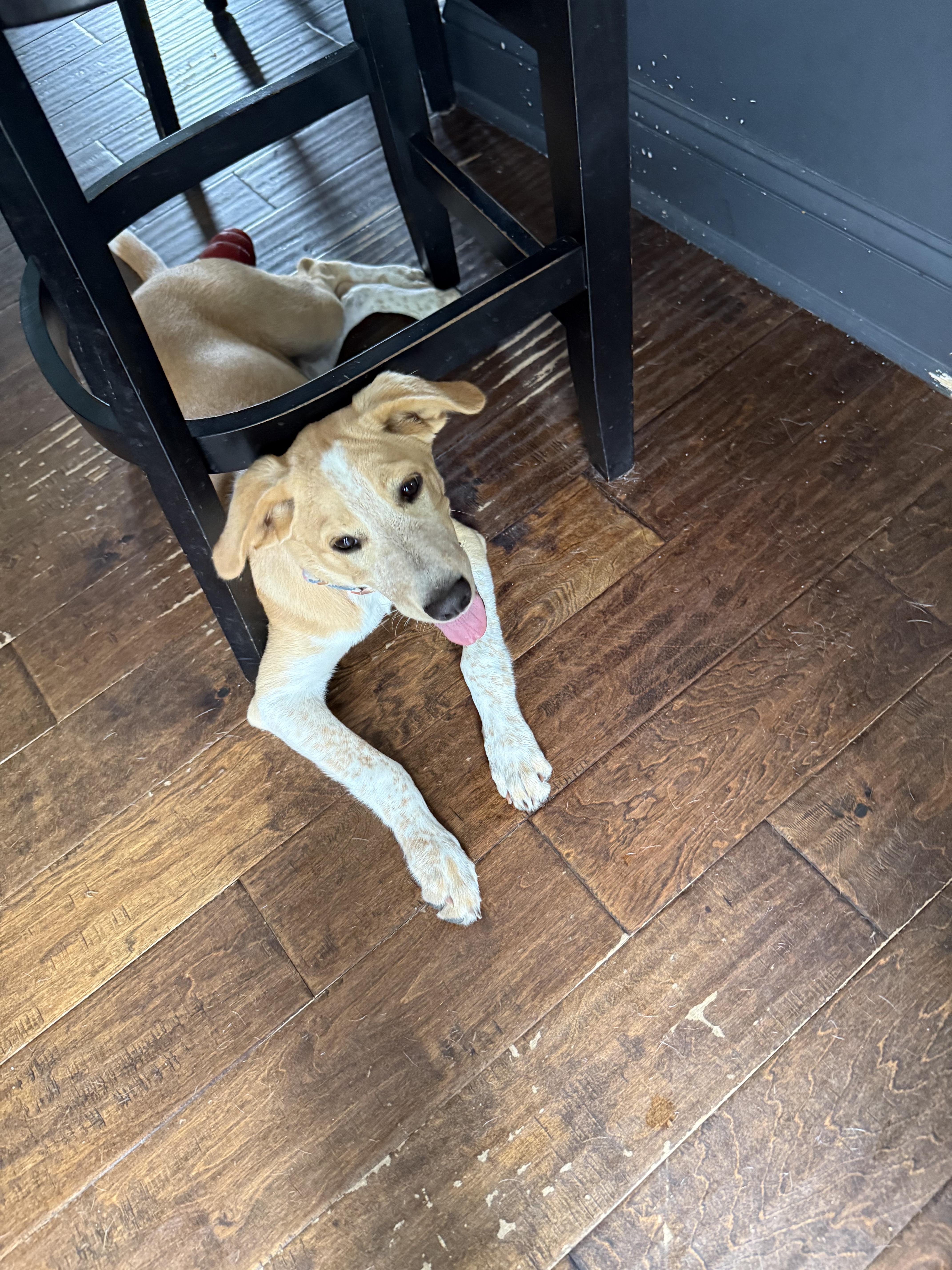 Hanalei (Hana), a ADOPTABLE mixed breed in Manahawkin, NJ image 2/2