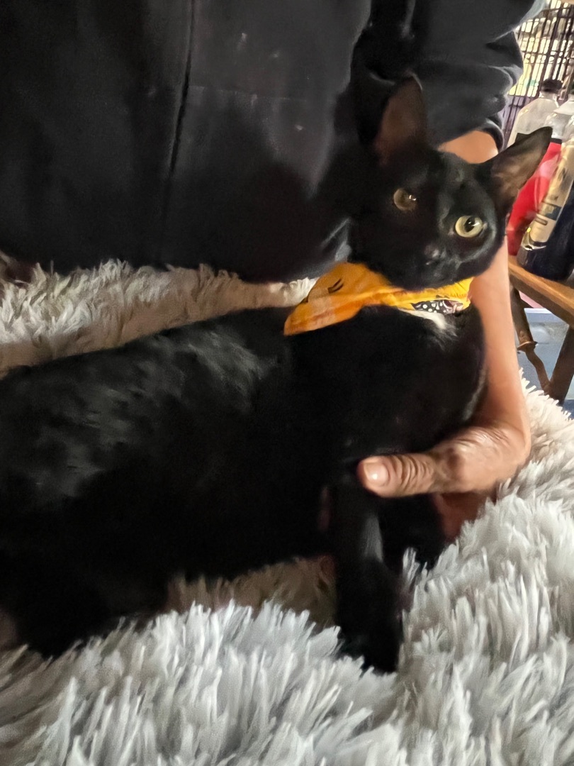 Ladybug , Adopted, Kitten Female Domestic Short Hair.