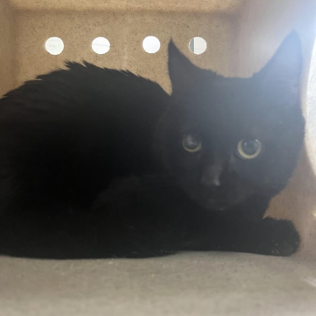 Toph, Adoptable, Adult Female Domestic Short Hair.