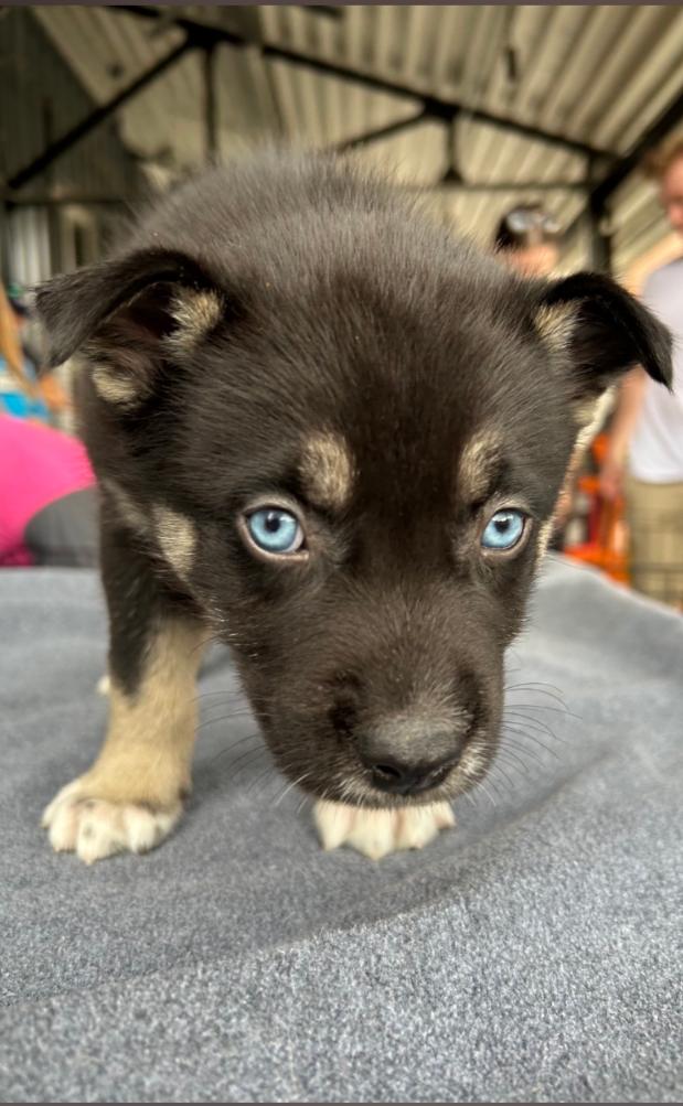 Enlarge Bilberry, a Adoptable mixed breed in Charlotte, NC image 1/2