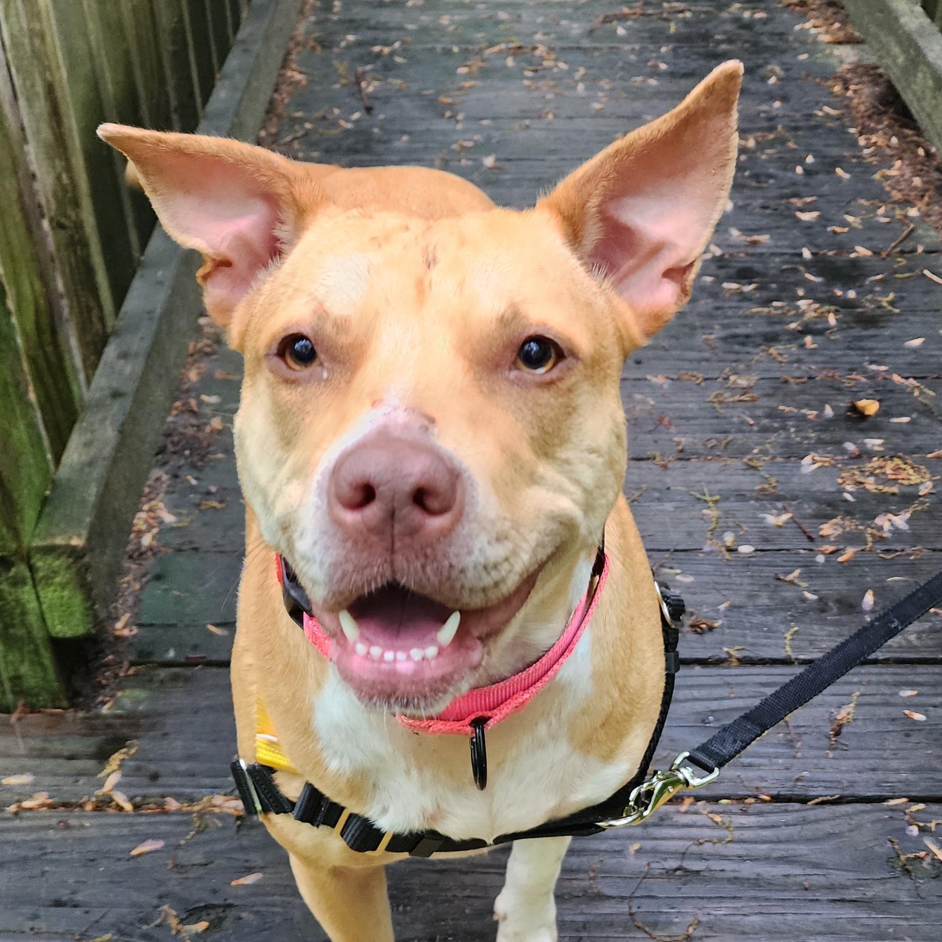 Enlarge Princess Peach, a Adopted mixed breed in atlantic highlands, NJ image 3/5