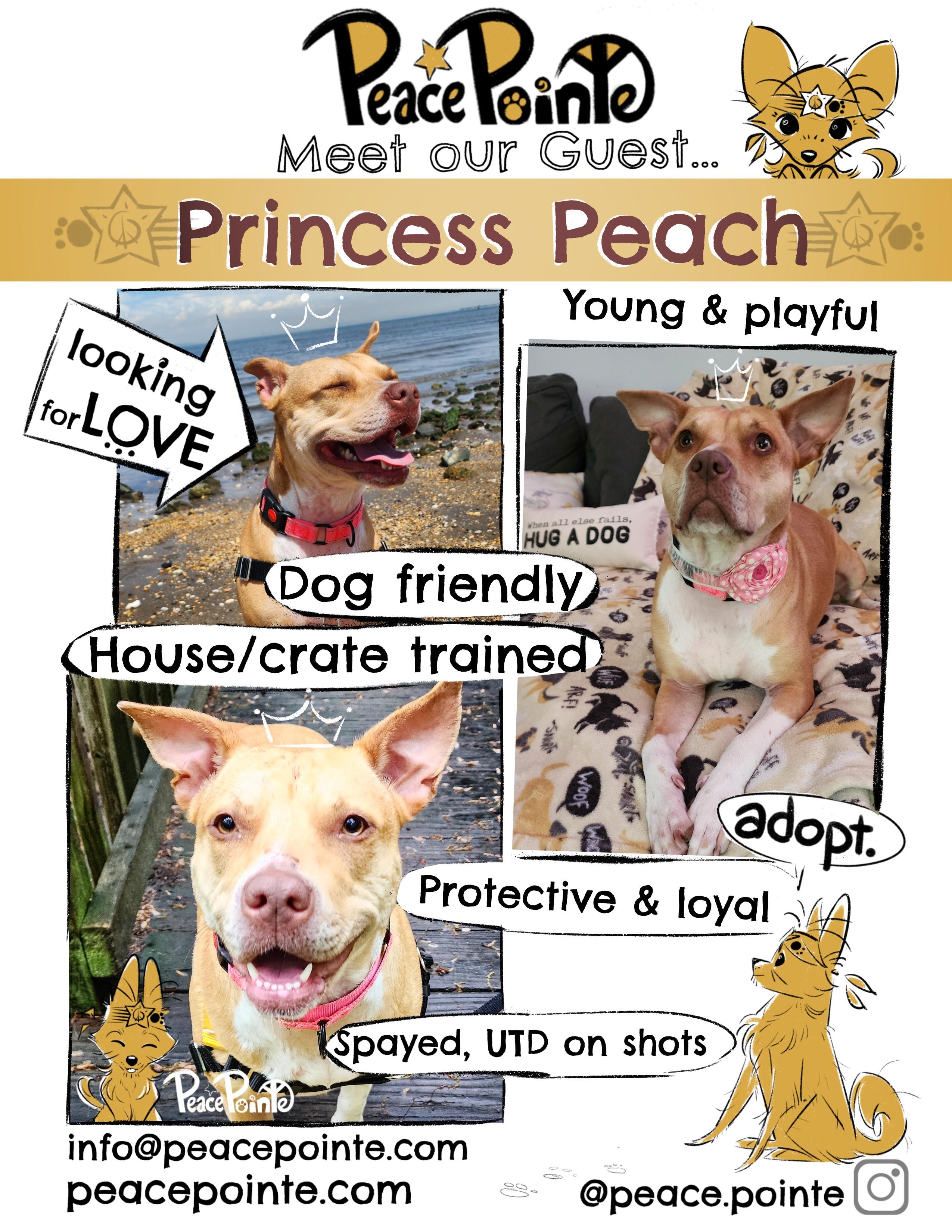 Enlarge Princess Peach, a Adopted mixed breed in atlantic highlands, NJ image 2/5