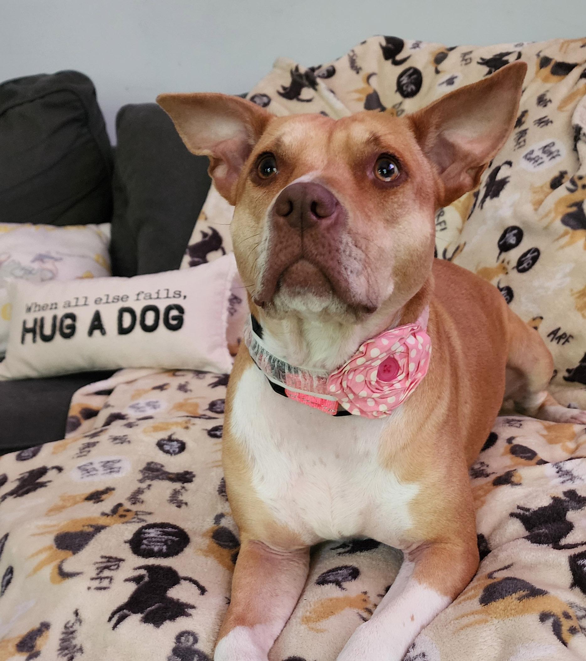 Princess Peach, Adopted, Young Female Pit Bull Terrier & Australian Cattle Dog / Blue Heeler.