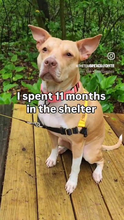 Enlarge Princess Peach, a Adopted mixed breed in atlantic highlands, NJ video 4/5