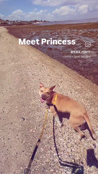 Enlarge Princess Peach, a Adopted mixed breed in atlantic highlands, NJ video 5/5