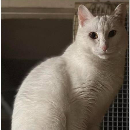 Enlarge Casper, a Adoptable Domestic Short Hair in Duette, FL image 3/4