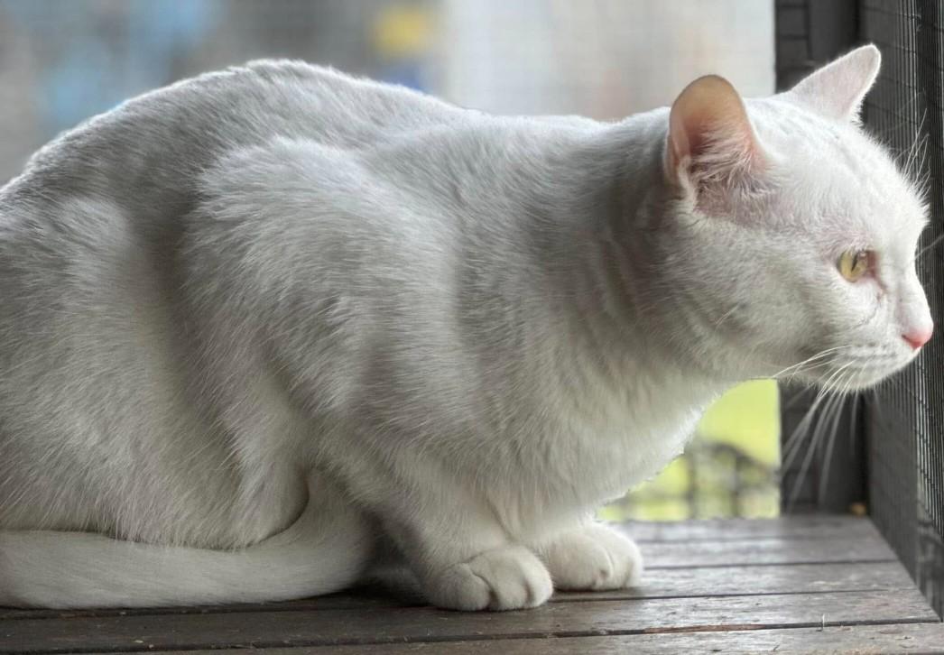 Enlarge Casper, a Adoptable Domestic Short Hair in Duette, FL image 1/4