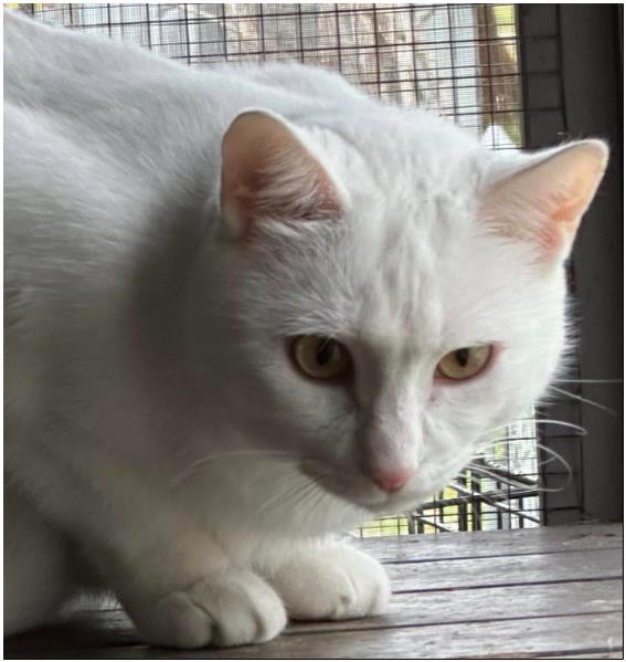 Enlarge Casper, a Adoptable Domestic Short Hair in Duette, FL image 4/4