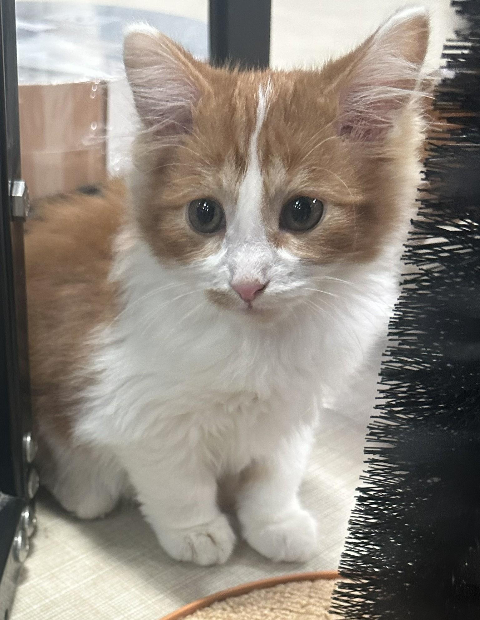 Ginger Ale, Adopted, Young Male Domestic Short Hair.