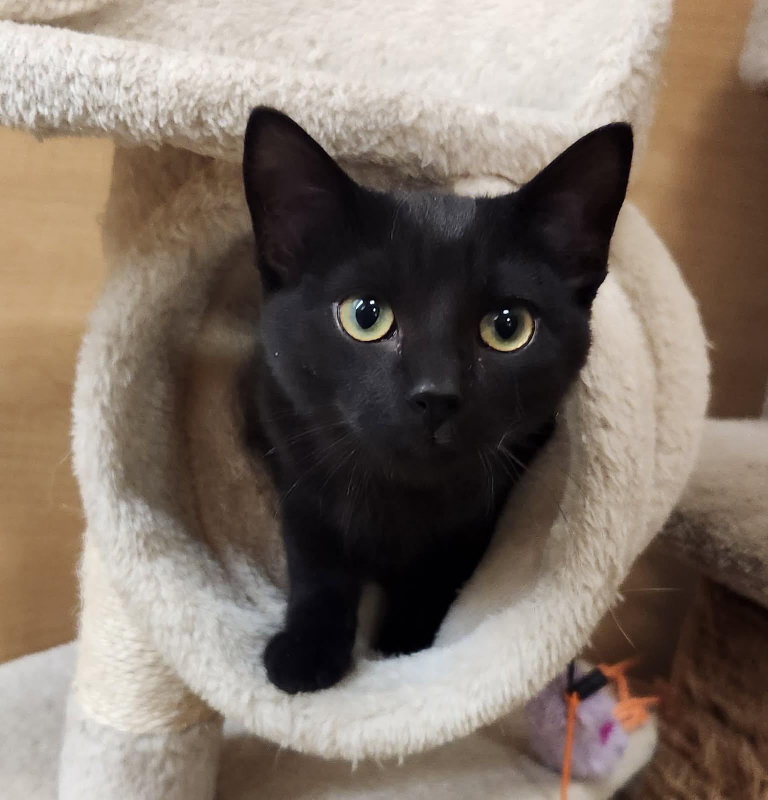 Maggie, adopted, Kitten Female Domestic Short Hair.