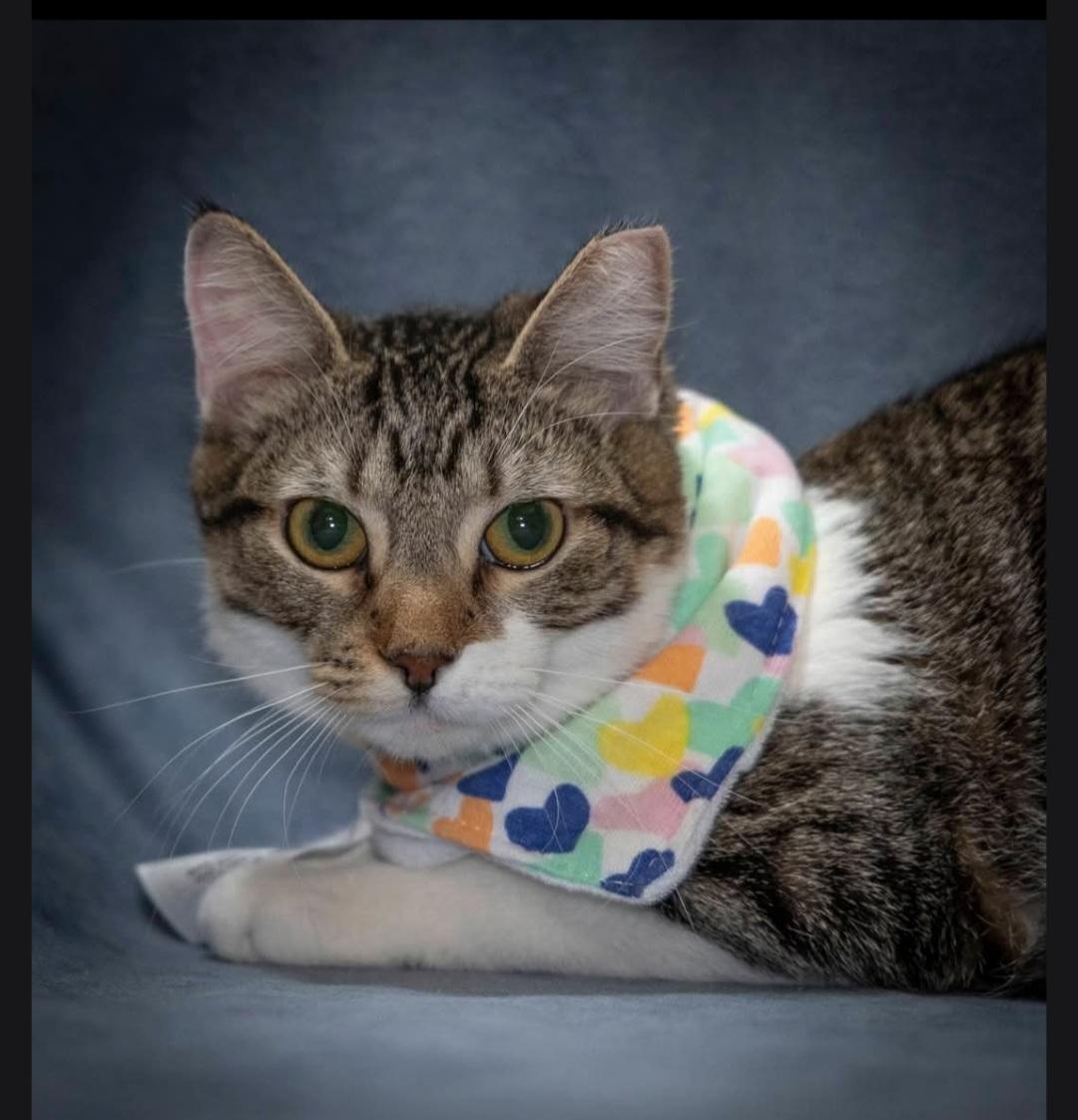 Enlarge Pixie, a Adoptable Domestic Short Hair in SCOTTSDALE, AZ image 2/2