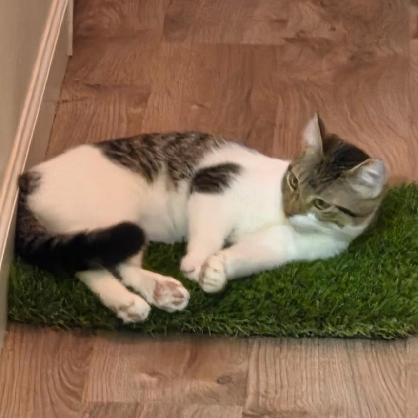 Enlarge Pixie, a Adoptable Domestic Short Hair in SCOTTSDALE, AZ image 1/2