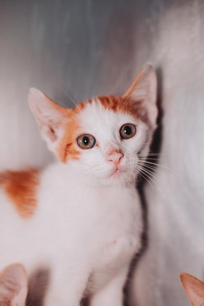 Enlarge 95307a Beans & Rice-PetSmart Mt.Pleasant, a Adoptable mixed breed in North Charleston, SC image 1/3