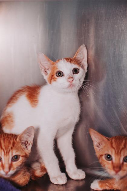 Enlarge 95307a Beans & Rice-PetSmart Mt.Pleasant, a Adoptable mixed breed in North Charleston, SC image 2/3