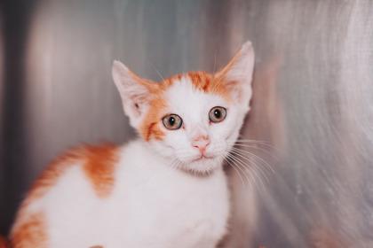 Enlarge 95307a Beans & Rice-PetSmart Mt.Pleasant, a Adoptable mixed breed in North Charleston, SC image 3/3