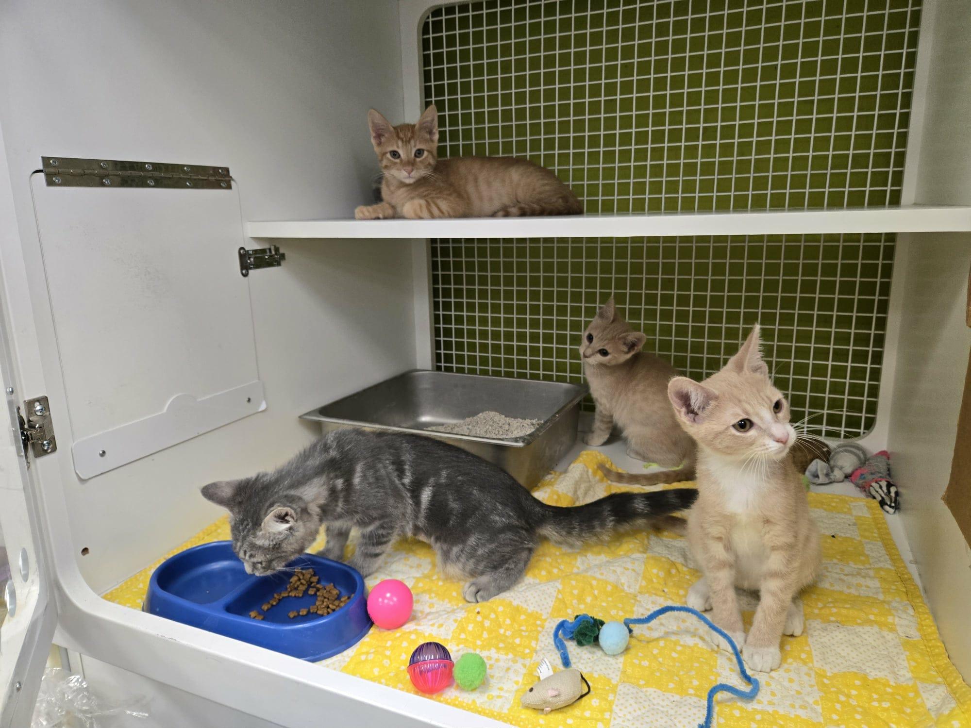 Enlarge Catprese, a Adopted Domestic Short Hair in La Canada, CA image 5/5