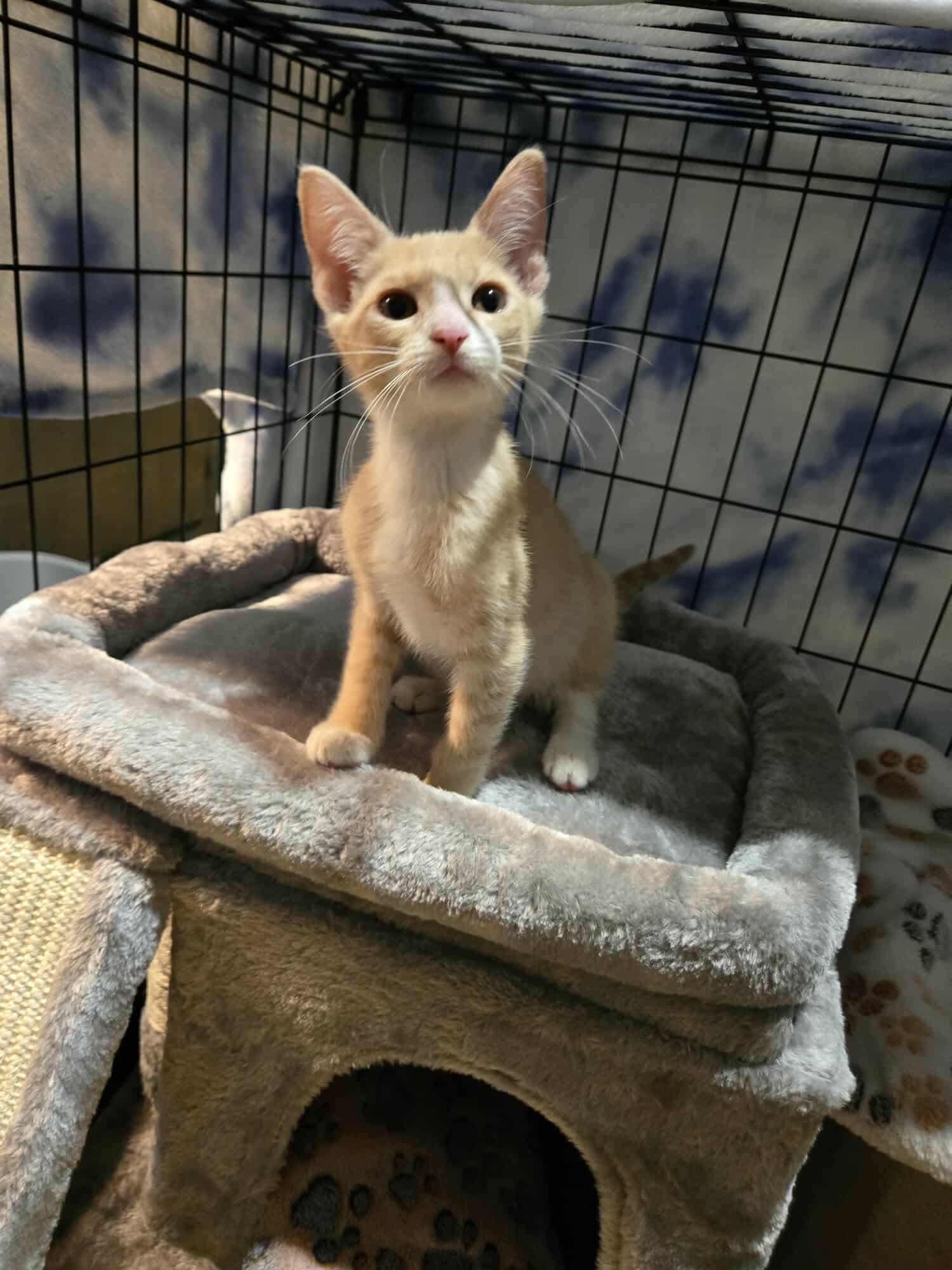 Enlarge Catprese, a Adopted Domestic Short Hair in La Canada, CA image 2/5