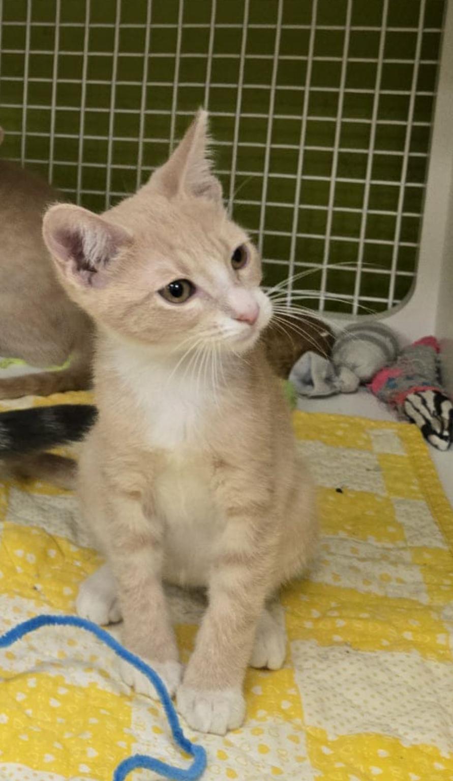 Enlarge Catprese, a Adopted Domestic Short Hair in La Canada, CA image 3/5