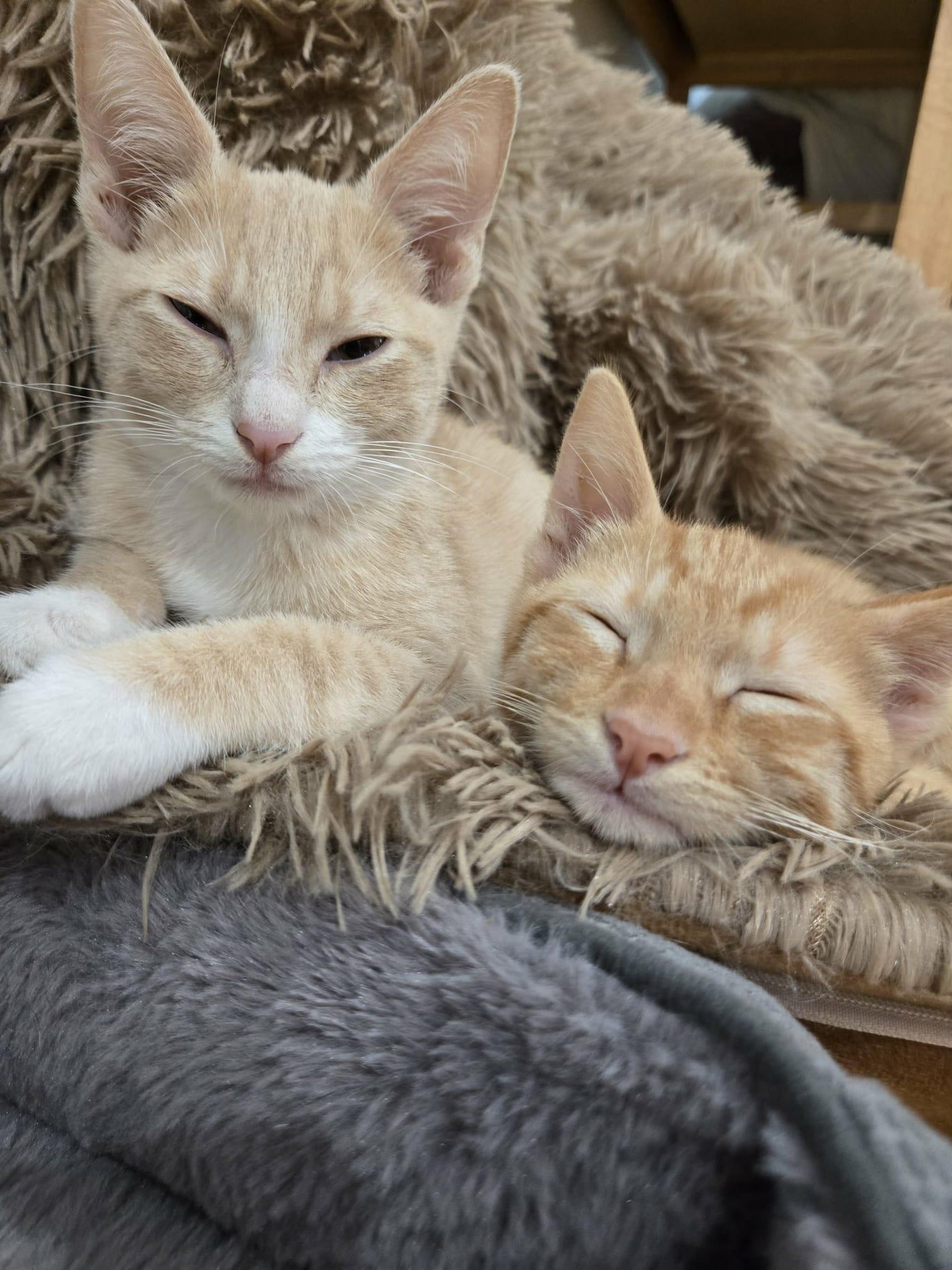 Enlarge Catprese, a Adopted Domestic Short Hair in La Canada, CA image 4/5