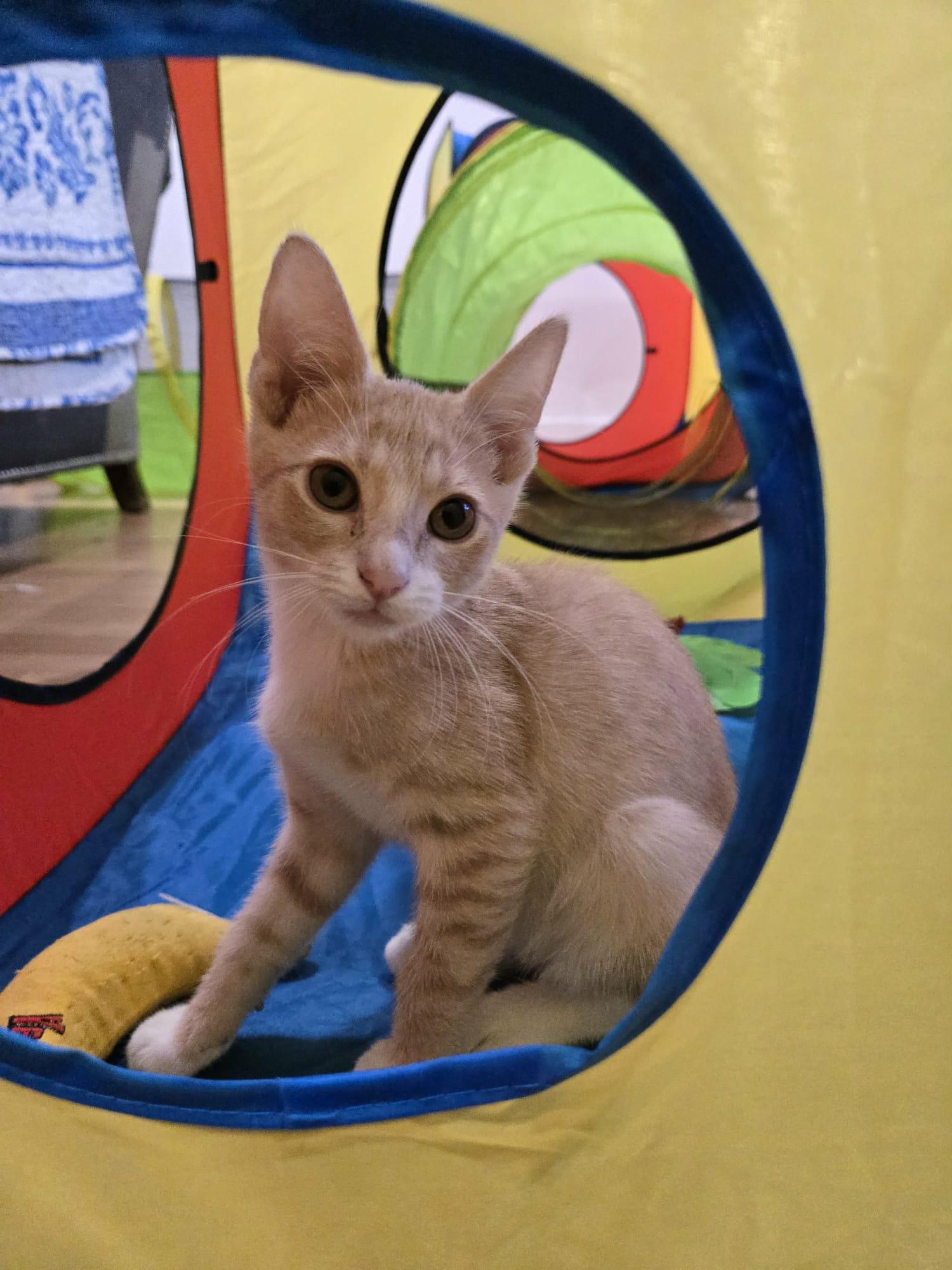 Enlarge Catprese, a Adopted Domestic Short Hair in La Canada, CA image 1/5