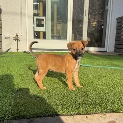 Enlarge Aura - The Petite Princess, an adopted mixed breed in Carolina, PR image 2/6