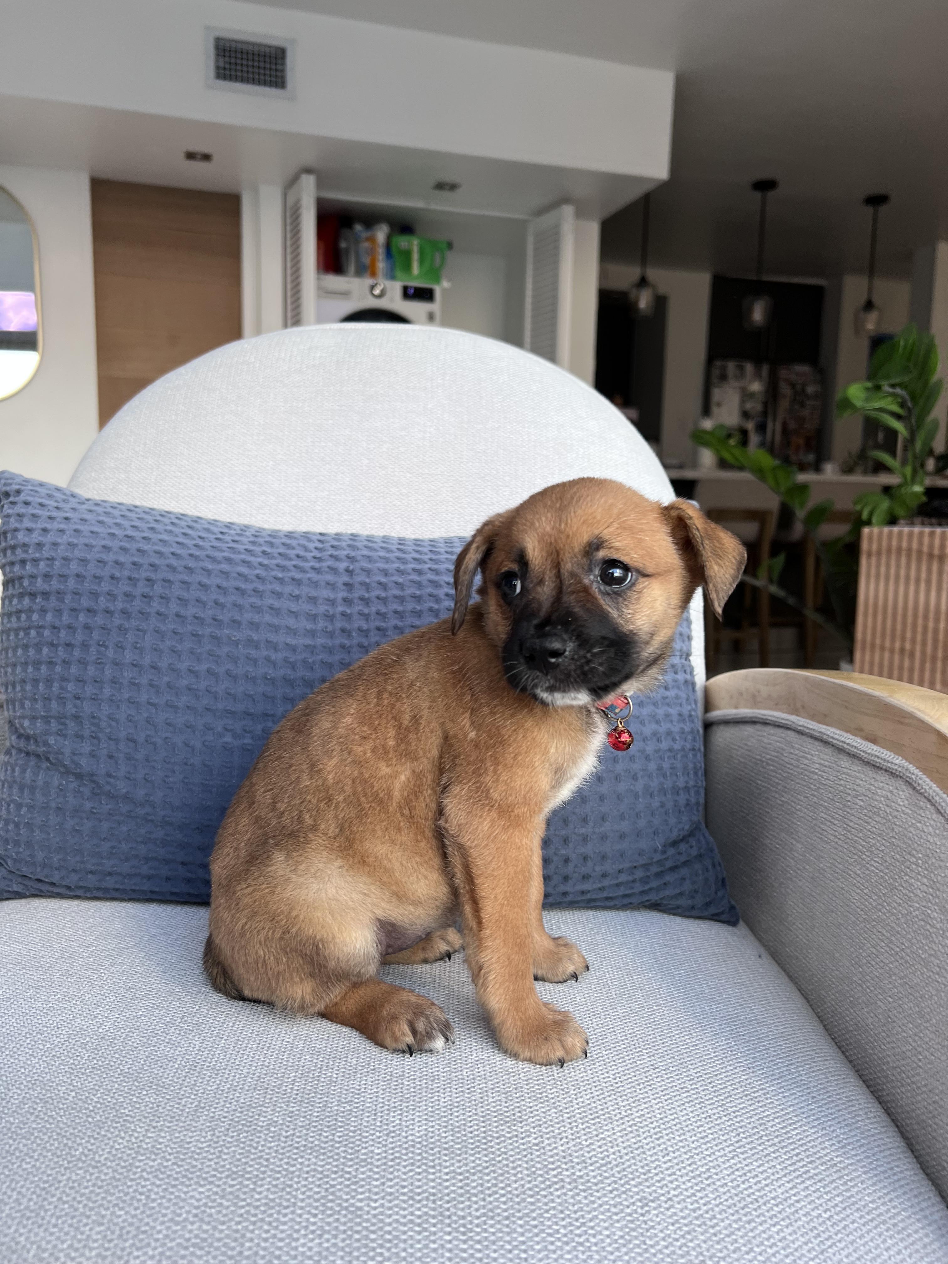 Enlarge Aura - The Petite Princess, an adopted mixed breed in Carolina, PR image 6/6