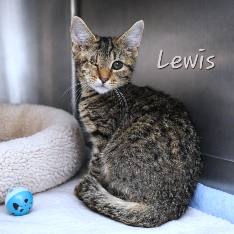 Enlarge Lewis, an adopted Tabby in Quincy, OH image 1/1