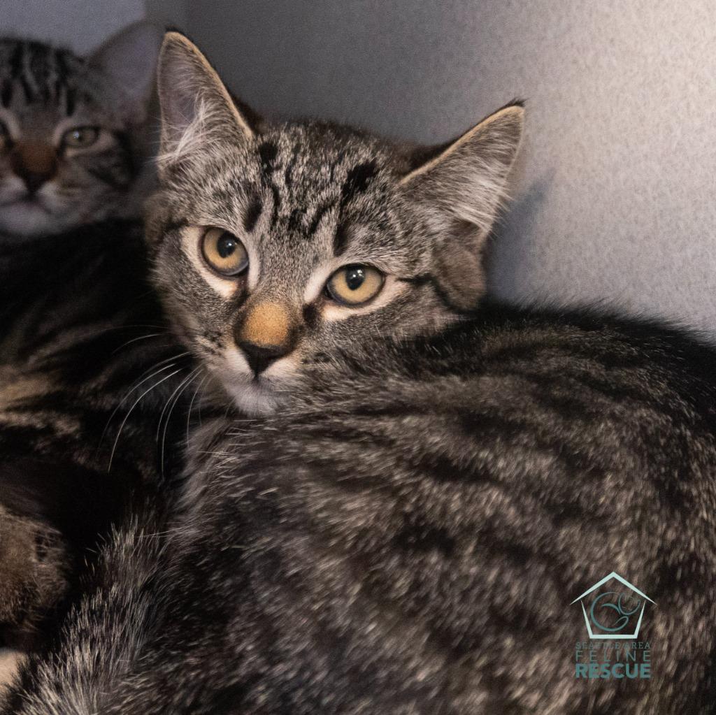 Enlarge Zahlia, a Adoptable mixed breed in Shoreline, WA image 1/2