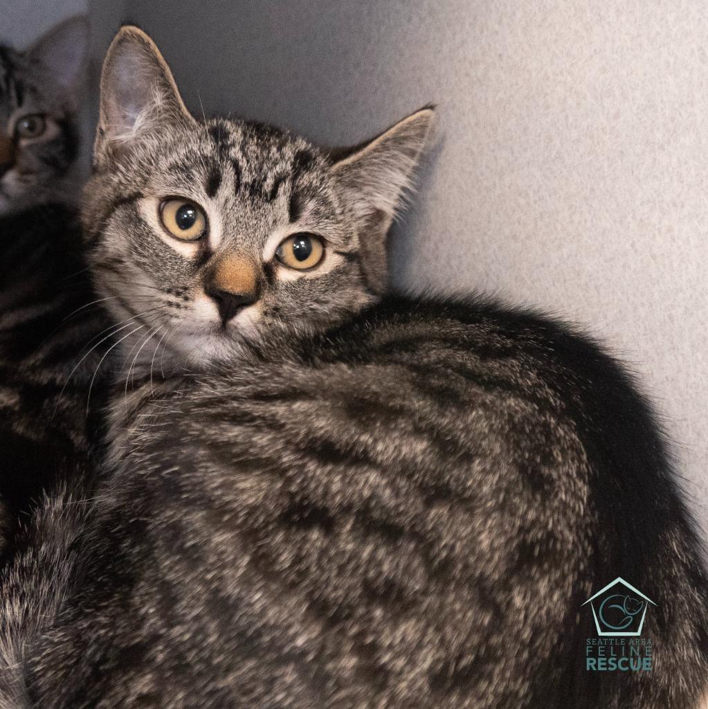 Zahlia, a Adoptable mixed breed in Shoreline, WA image 1/2