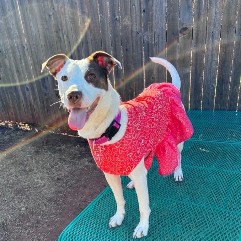 Simone, ADOPTABLE, Young Female Labrador Retriever.