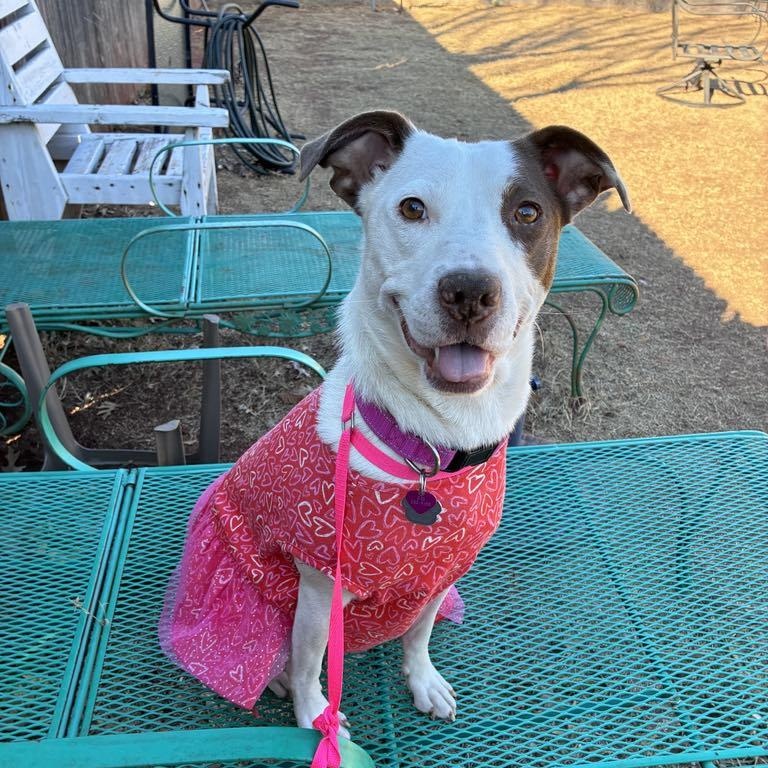 Enlarge Simone, a ADOPTABLE mixed breed in Edmond, OK image 2/5