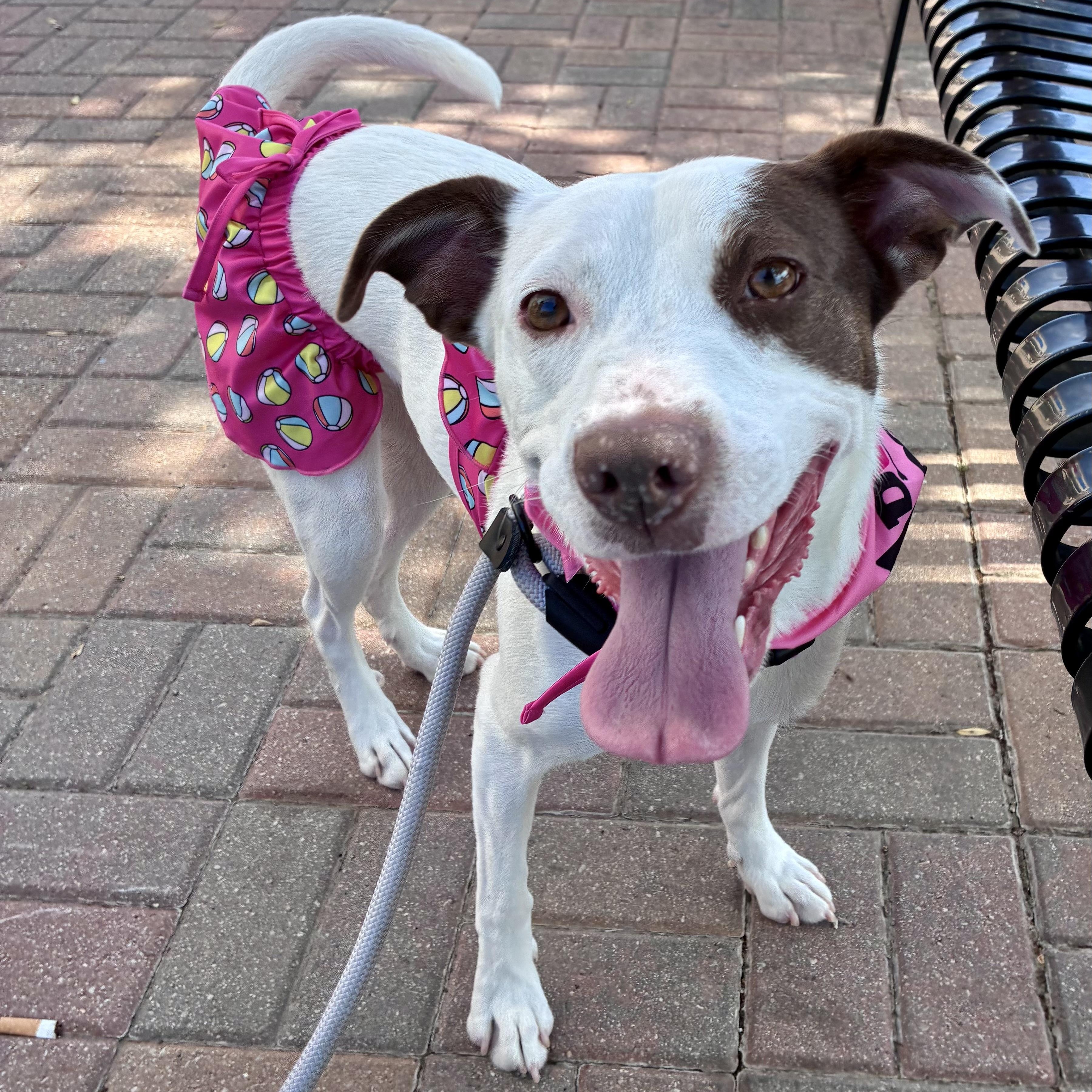 Enlarge Simone, a ADOPTABLE mixed breed in Edmond, OK image 3/5